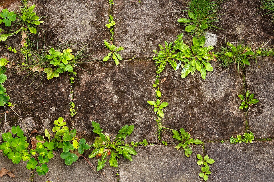 Weeds_in_cracks_between_concrete_slabs weeds between concrete slabs