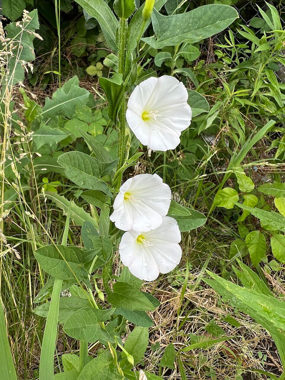 bindweed bindweed