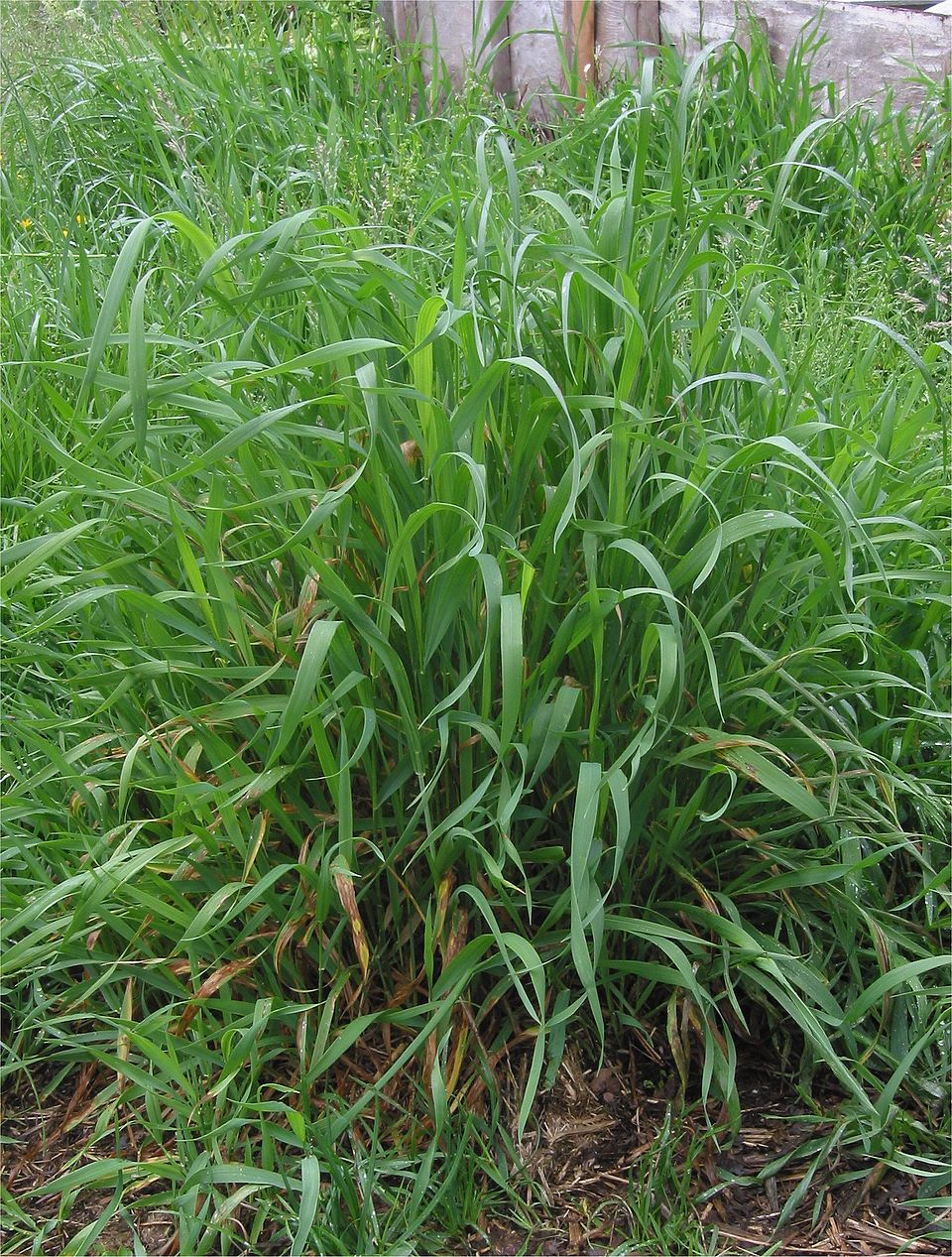 couche_grass couch grass