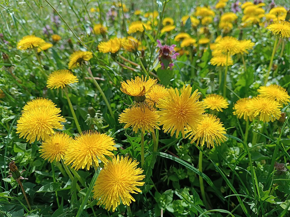 dandelions dandelions