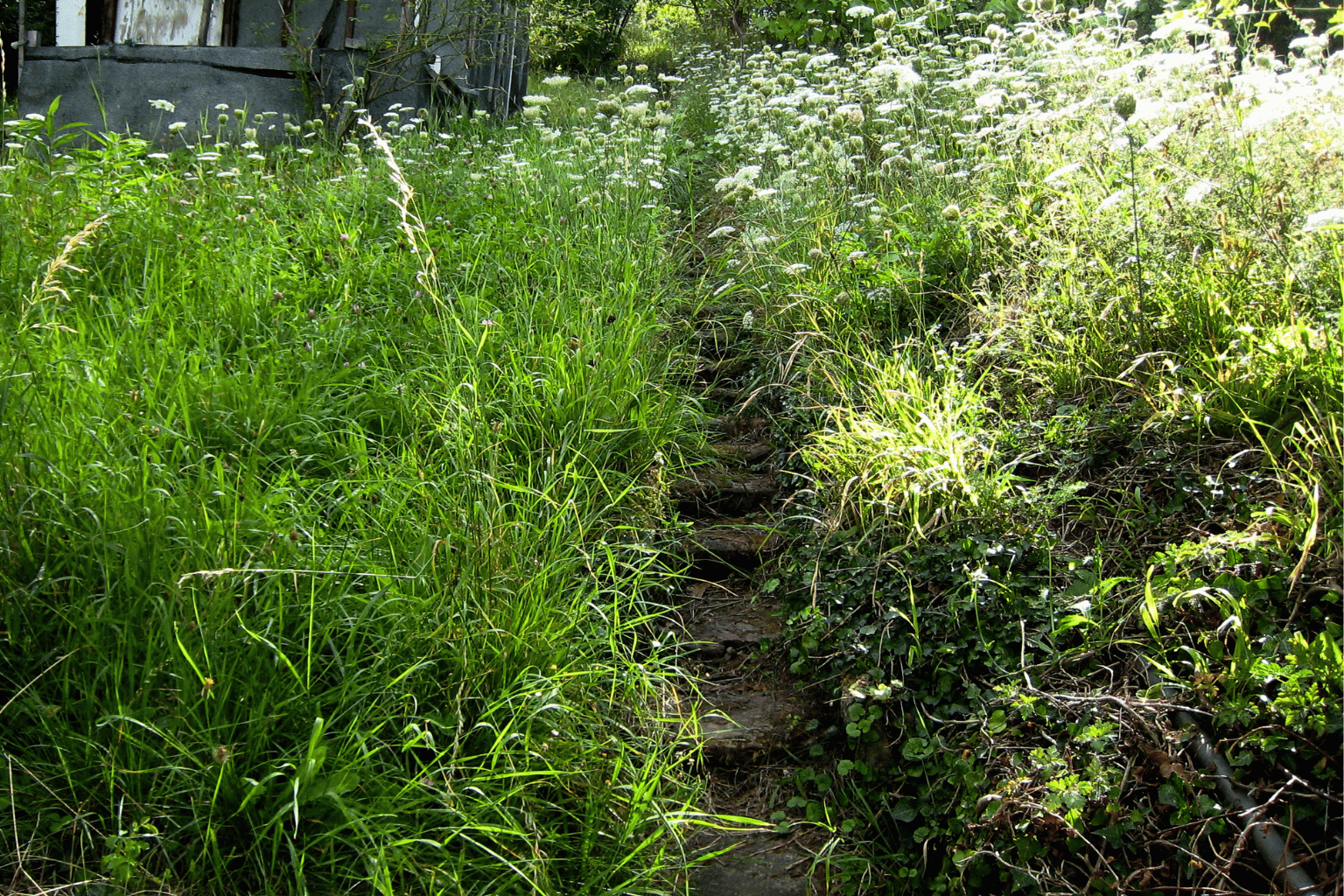 Overgrown garden with tall weeds and grass before clearance in South East London