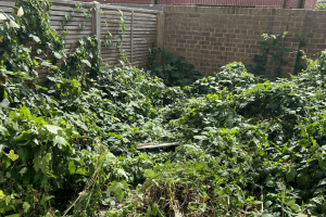 Overgrown garden in South East London with long grass, leggy shrubs and fallen leaves before clearance