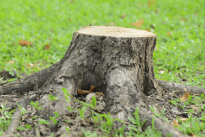 Stump in a garden in South East London