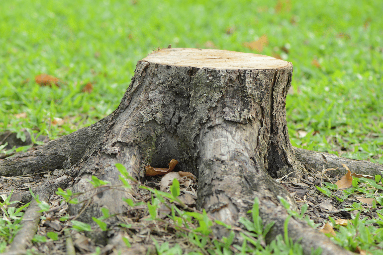 Stump in a garden in South East London