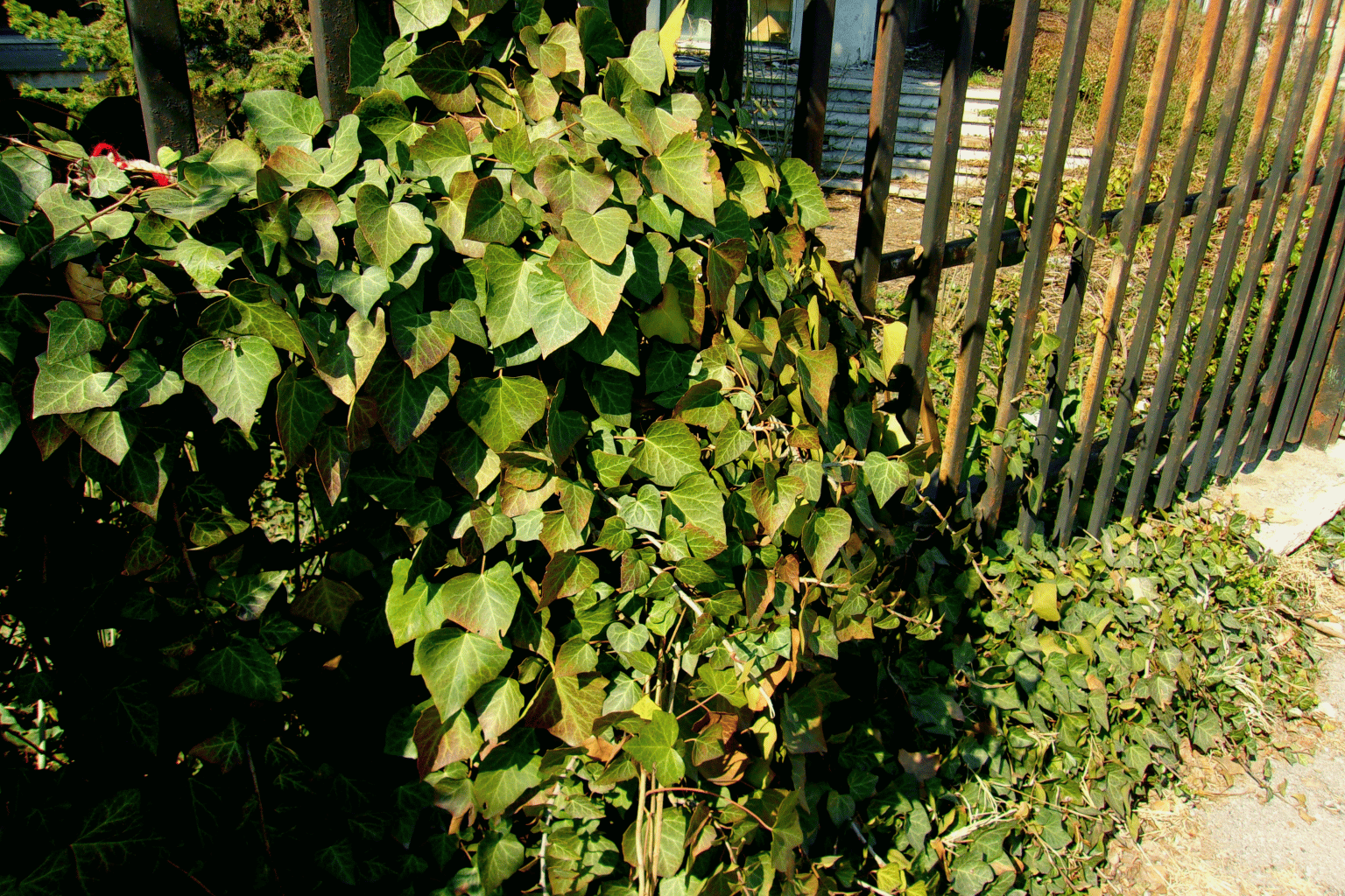 ivy on fence Fence overgrown with ivy in South East London