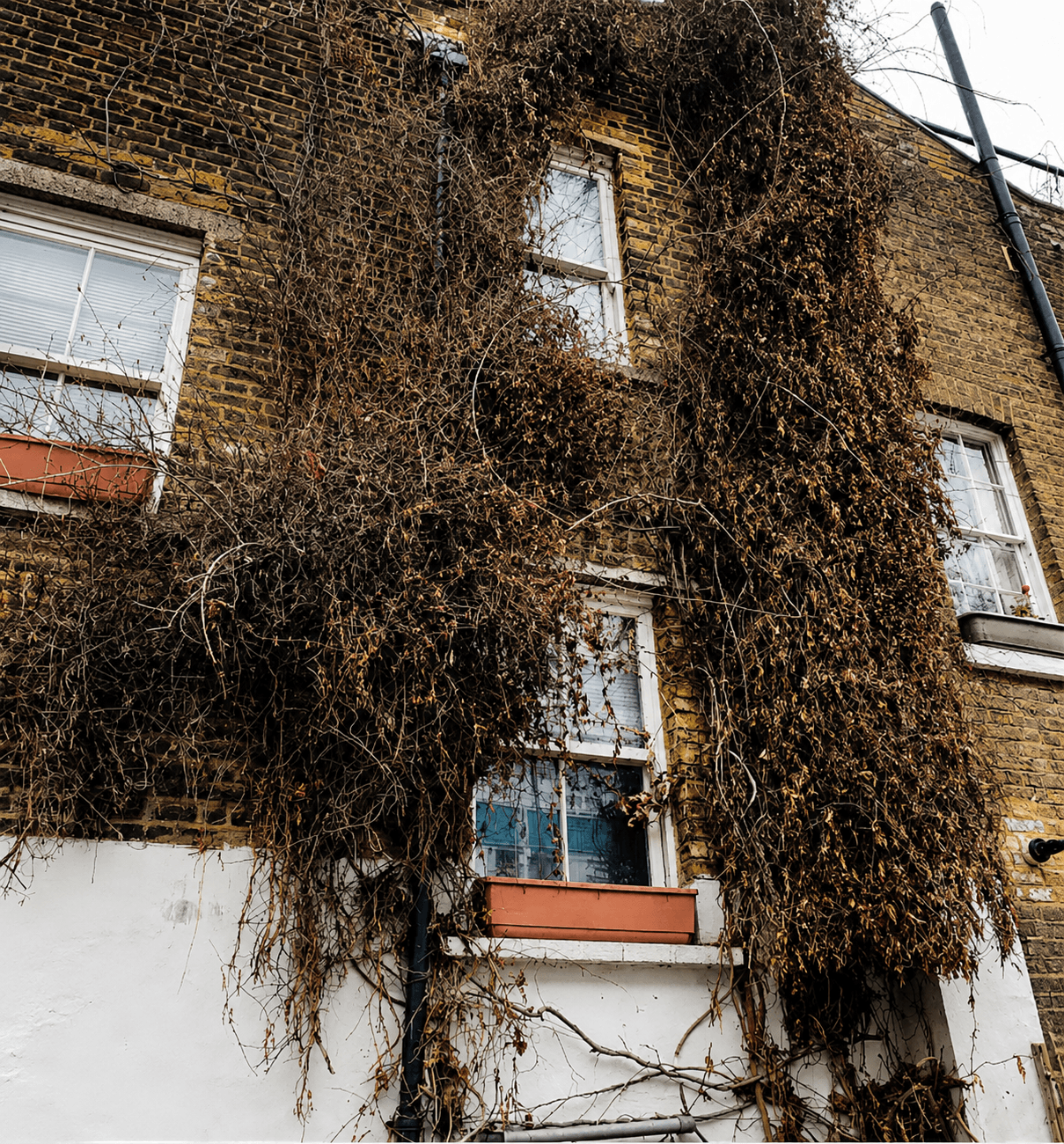 ivy-overgrown-on-a-house-south-east-london (1) House with overgrown dried out ivy in South East London