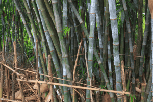 Bamboo bushes in South East London