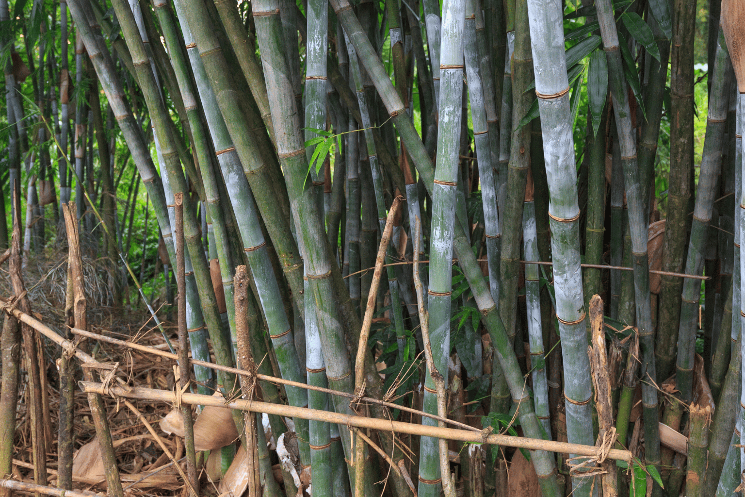 Bamboo bushes in South East London
