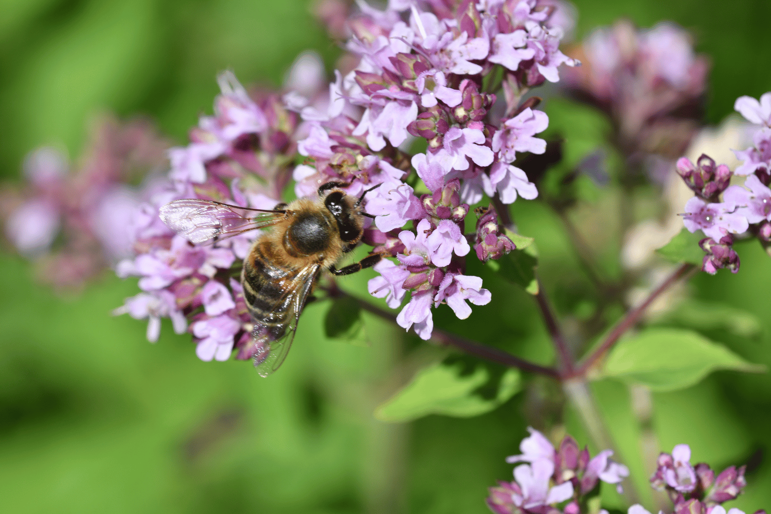 bee pollinating flower in south east london Bee pollinating a flower in South East London