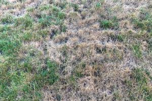 dormant grass