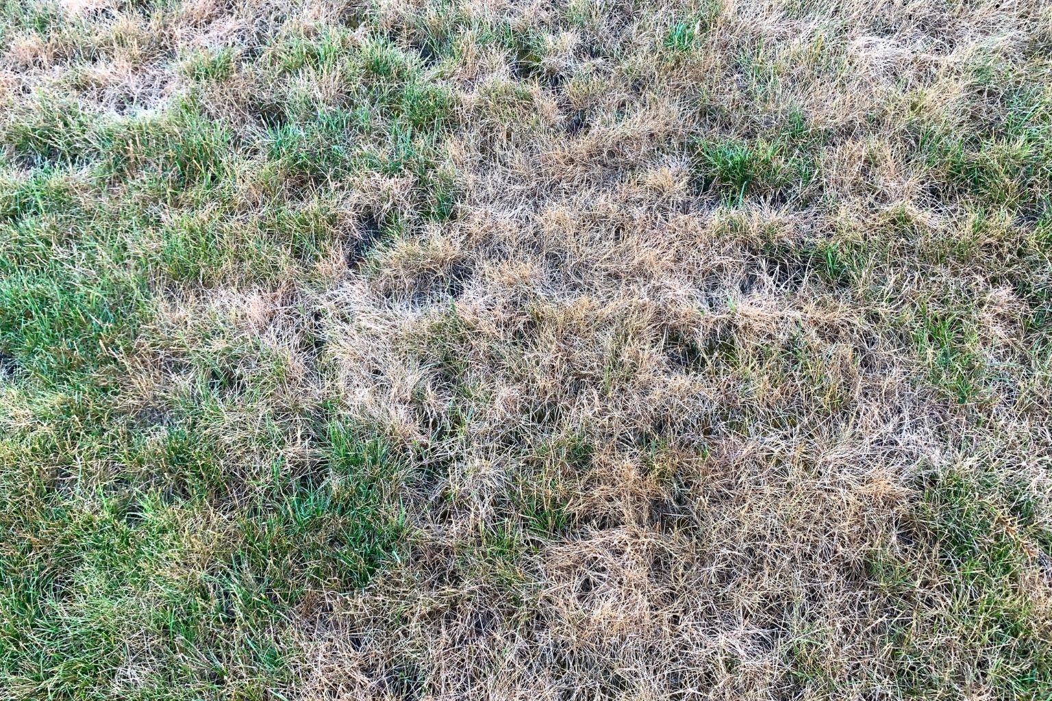 dormant grass