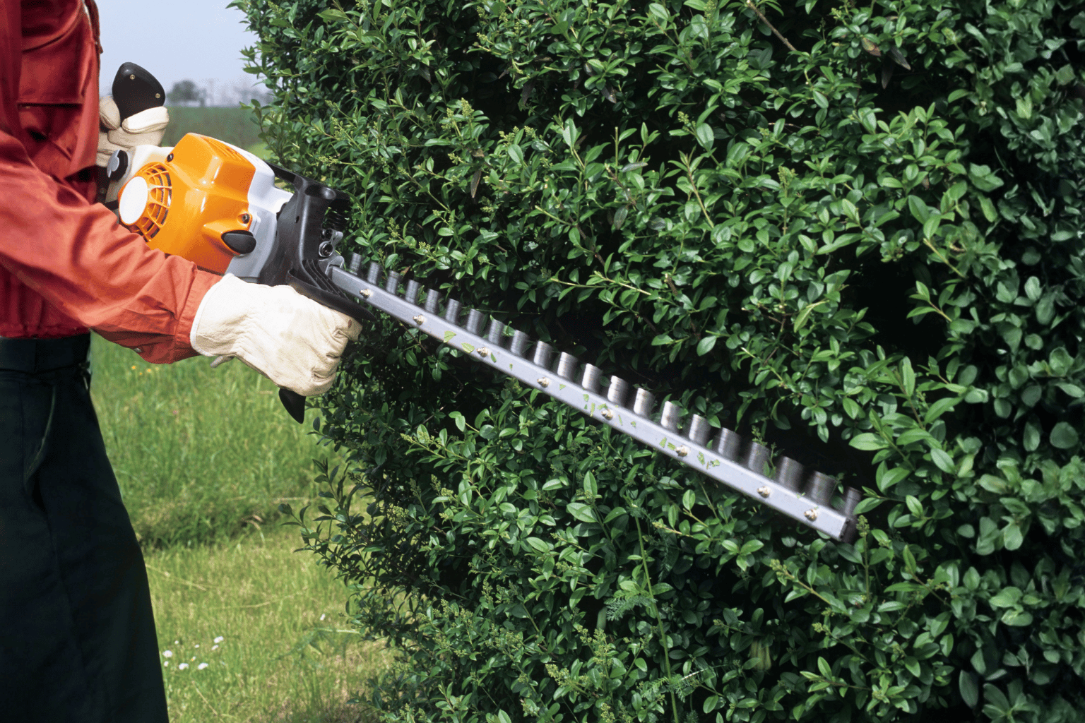 hedge trimming in south east london