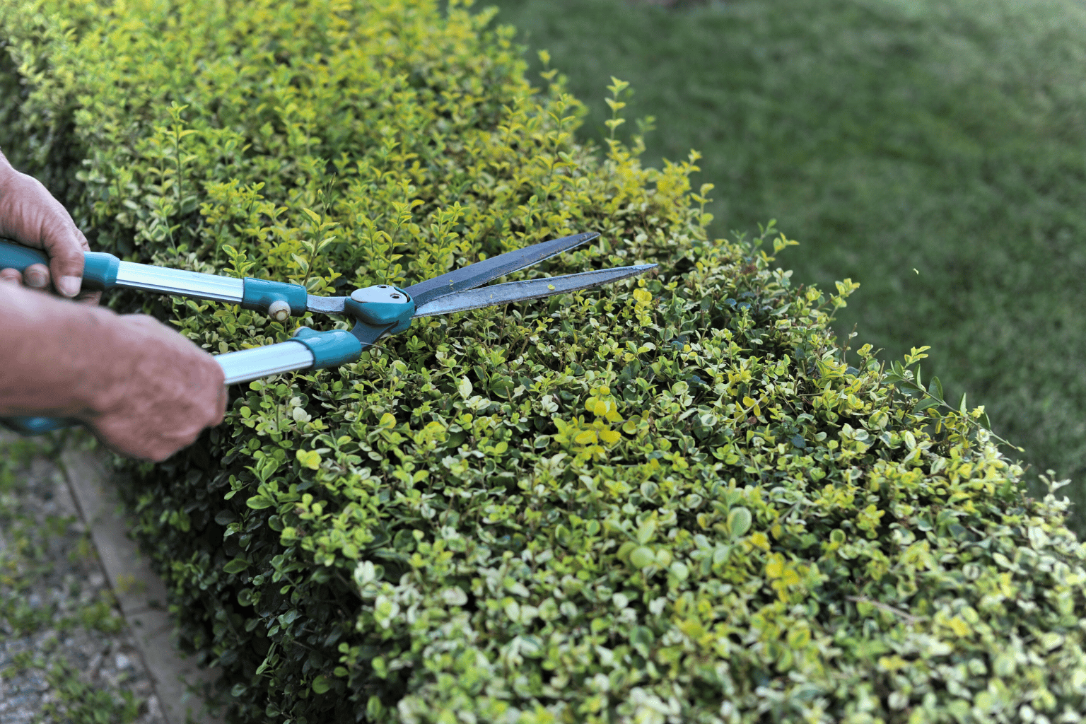 hedge trimming in south east london2