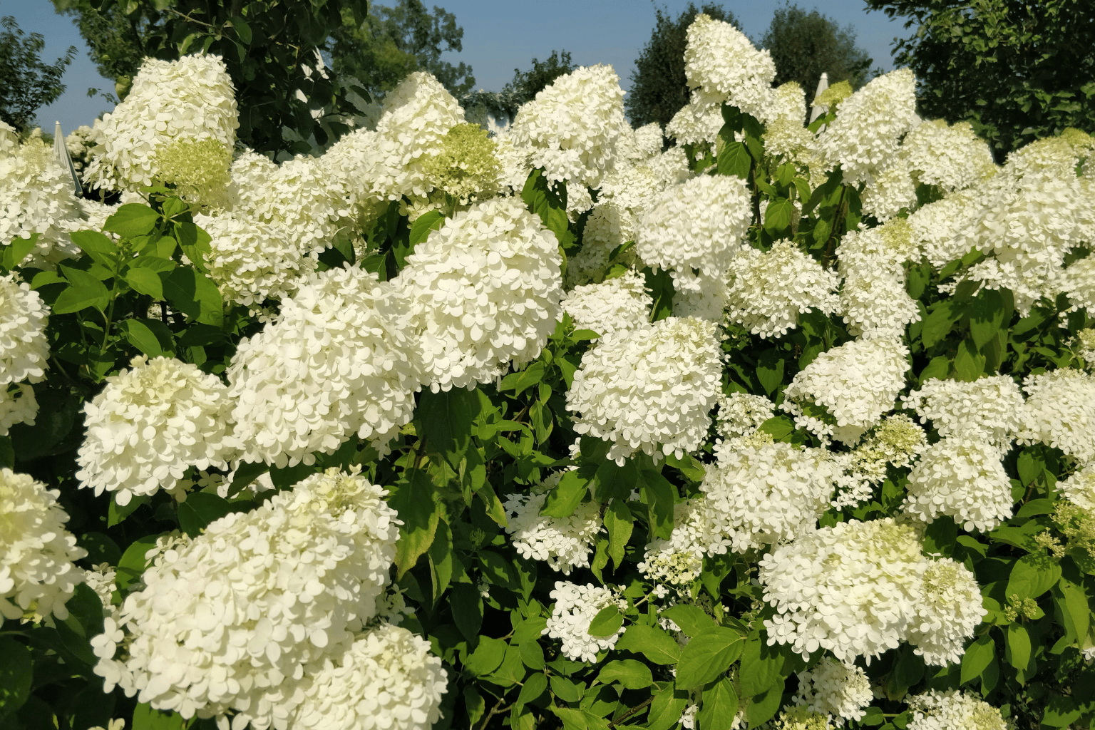 Hydrangea plant in South East London