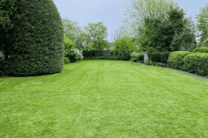 Lawn mowing with Urban Gardeners in South East London