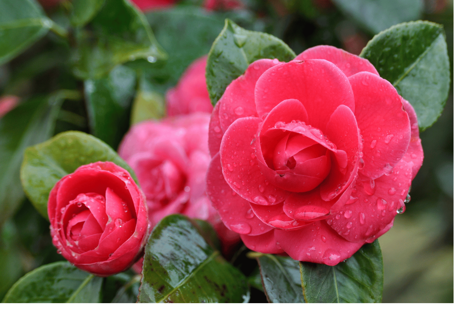 pink camellias flowers in south east london Pink Camellias flowers in South East London