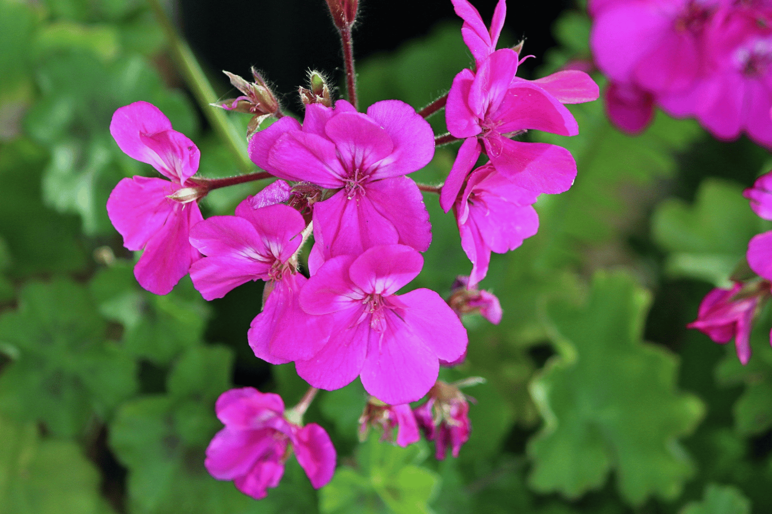 pink geranium flowers in south east london Pink geranium flowers in South East London