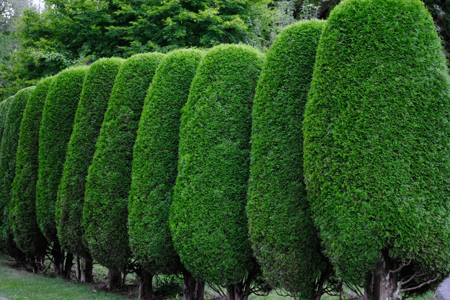 trimmed hedges in south east london trimmed hedges in South East London