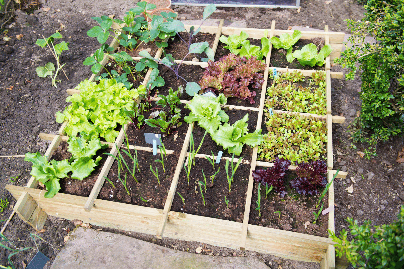 Raised bed vegetable garden in South East London planted with lettuce, salad leaves and beetroot