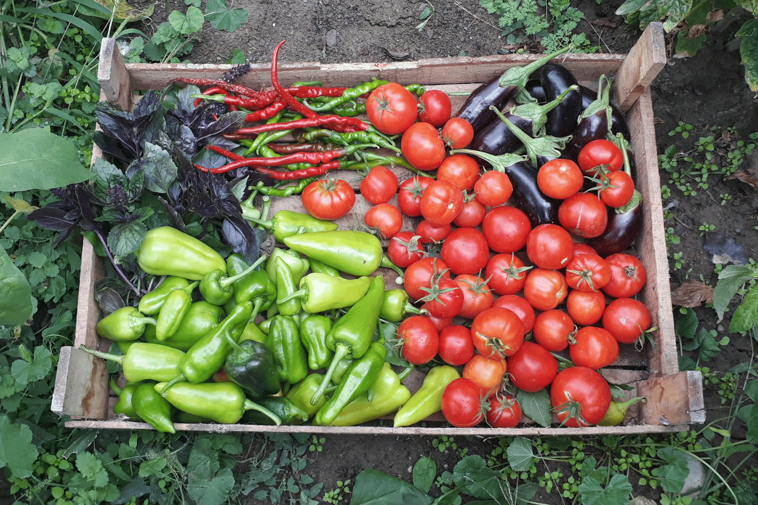 Freshly harvested homegrown vegetables from a South East London garden including tomatoes, peppers and aubergines