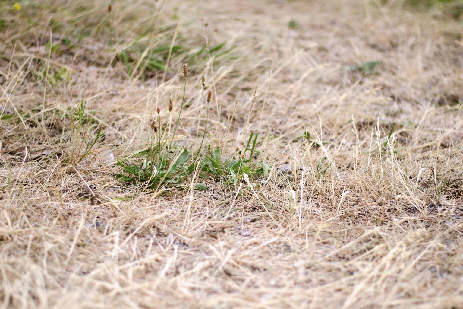 dead patch of grass