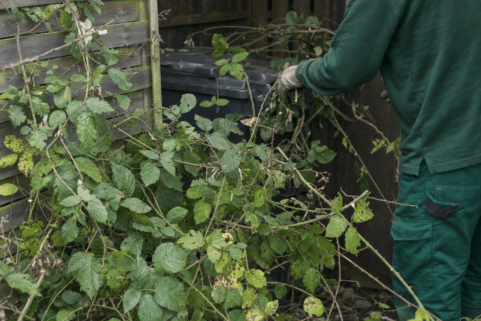 brambles growing through a communal bin store behind flats in Lewisham SE13