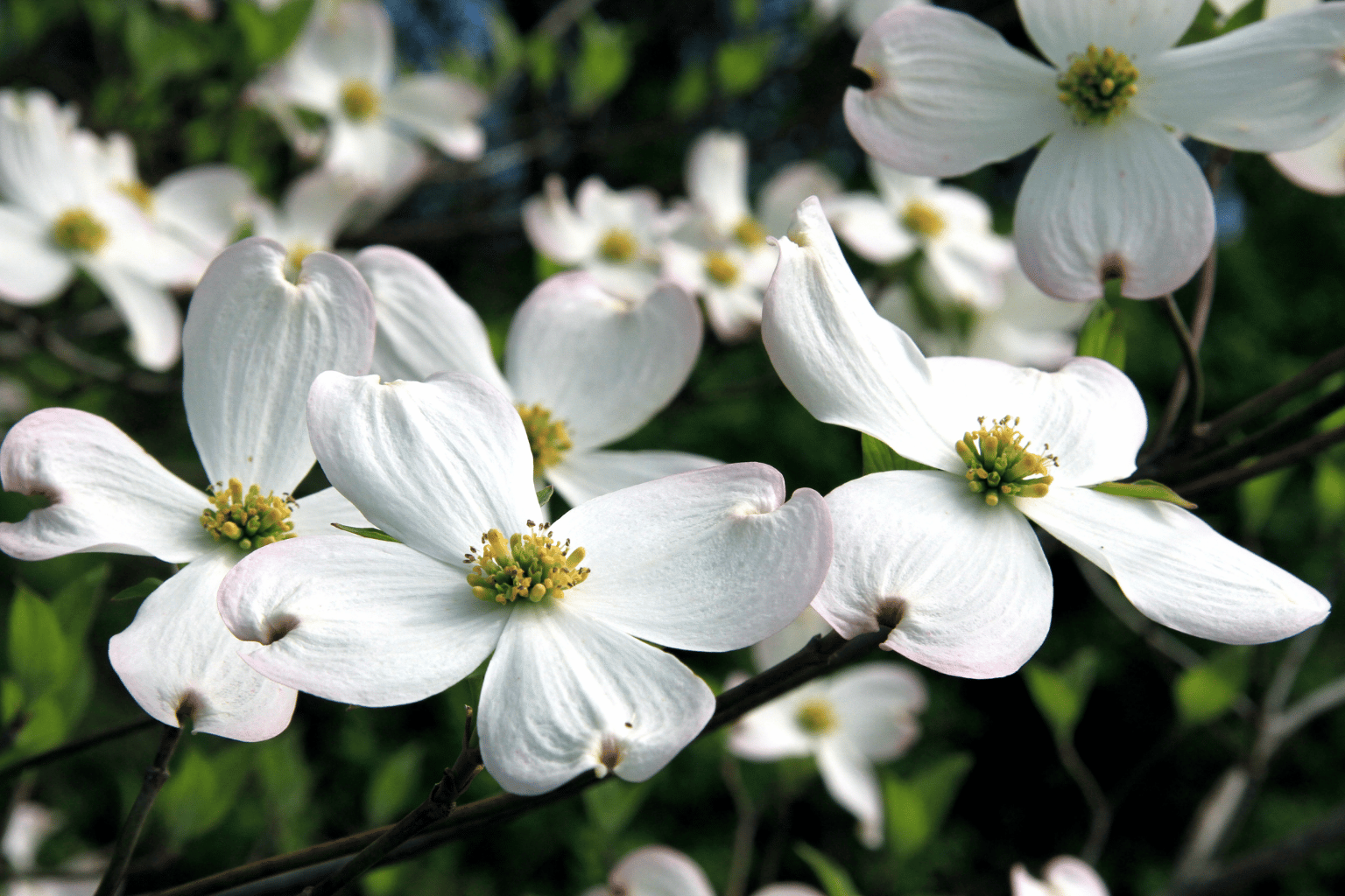 Dogwood flowers