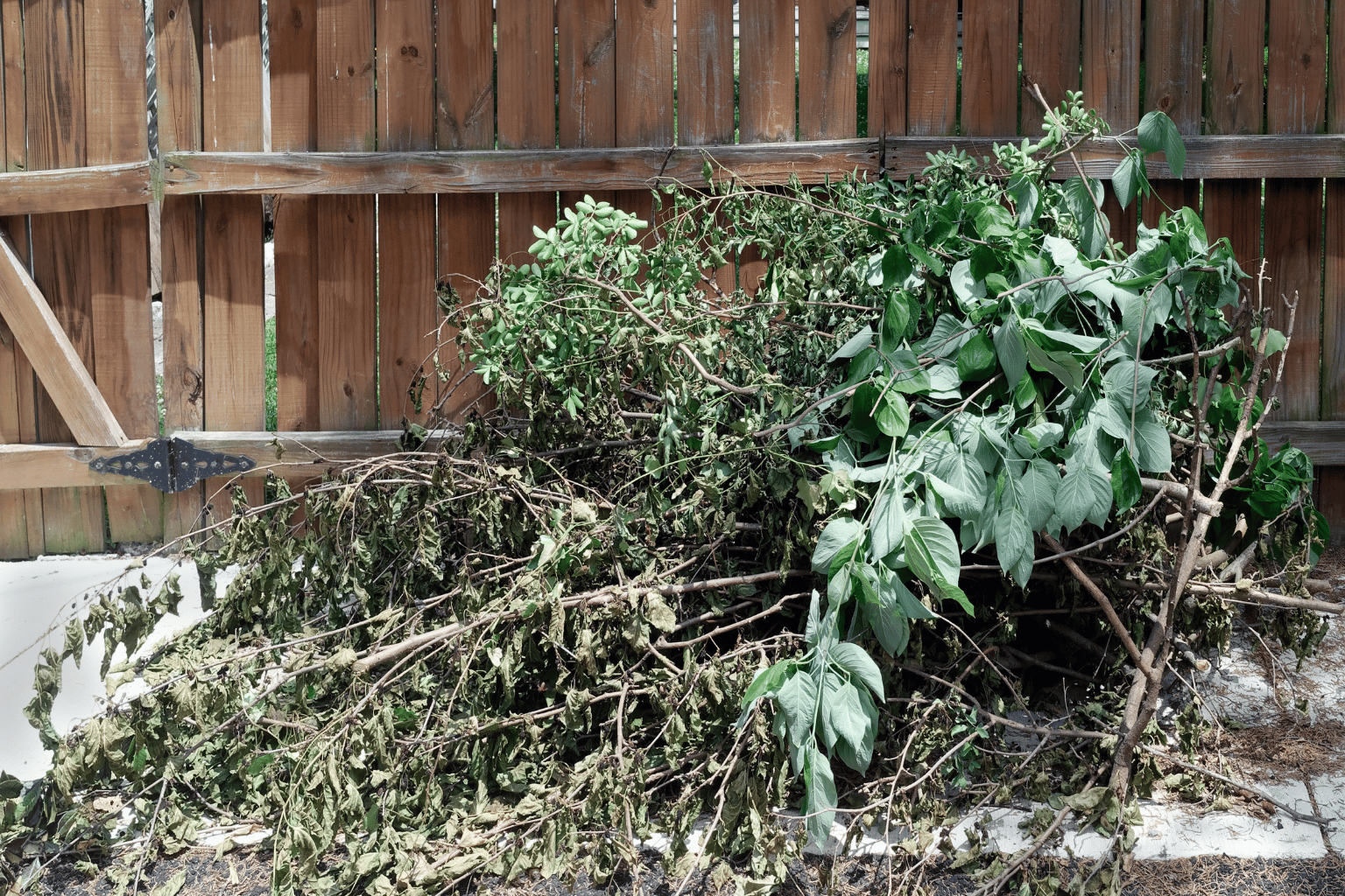 garden waste in a south east london backyard
