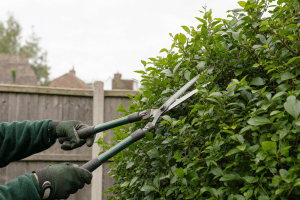 Neighbour's Hedge Over 2m in SE London: What You Can Legally Cut, Borough by Borough