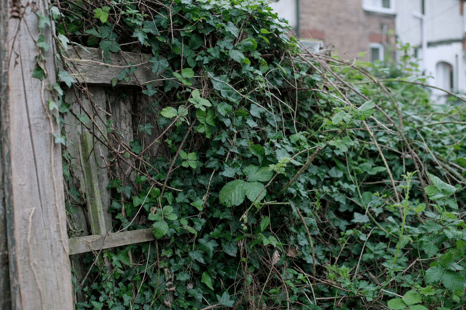 dense ivy and bramble growing through an old boundary fence from a railway embankment in Catford SE6