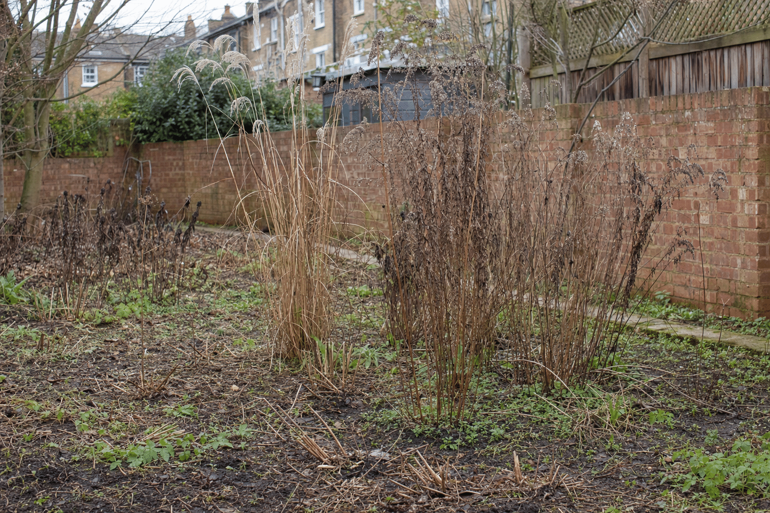 the same Brockley SE4 border after the autumn cut back with grasses and seed heads left standing